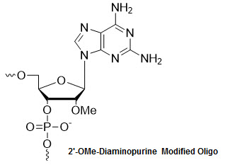 Bio-Synthesis Inc. Oligo Structure